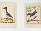 deux oiseaux assis sur une branche d'arbre