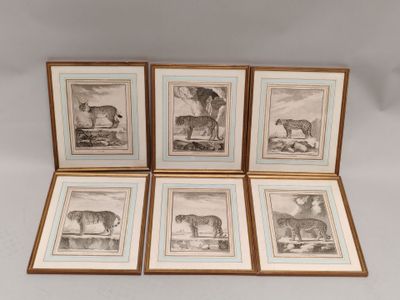 quatre gravures encadrées représentant des animaux sur fond blanc