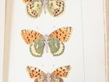 a book with a picture of butterflies on it