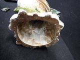 a shell with a bird inside of it on a black surface