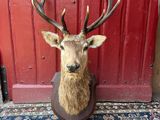 Photo 1/1 du lot