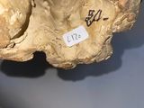 a close up of a piece of wood with a tag on it
