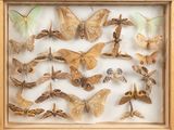 a picture of a display of moths in a wooden frame