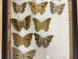 a picture of a display of moths in a shadow box
