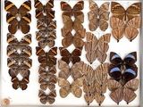 many different kinds of butterflies displayed in a display case