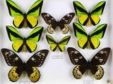 plusieurs papillons de différentes couleurs dans une vitrine posée sur une surface blanche
