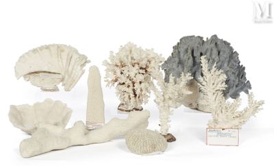 several different types of corals are displayed on a white surface