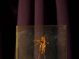 an insect in a glass box on a purple cloth
