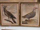 deux photos d'oiseaux encadrées, exposées sur une table
