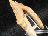 an image of a pair of claw claws on a clear acrylic stand