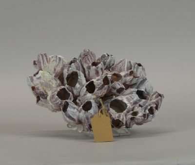 a small vase that has a tag on it