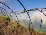 un tunnel dans lequel poussent plein de plantes