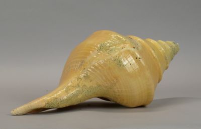 a large yellow shell that is sitting on a table