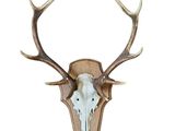 deer skull with antlers mounted on a wooden wall mounted on a white wall