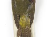 un oiseau empaillé posé sur une surface blanche