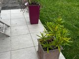 many potted plants on the patio of this house