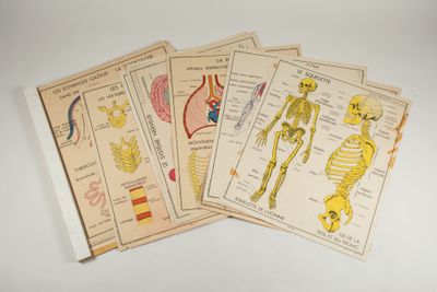 quatre fiches médicales anciennes comportant des illustrations du corps humain