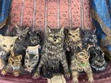 a statue of a woman holding a bunch of cats in her lap