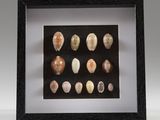 une photo encadrée représentant une collection de coquillages, dans un cadre noir