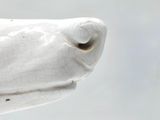 a close up of a statue of a dog ' s head
