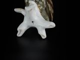 an owl that is sitting on a starfish
