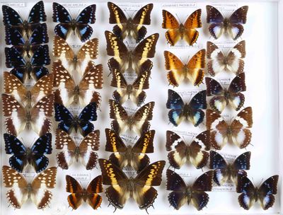 de nombreux types de papillons exposés dans un cadre blanc