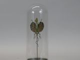 a glass dome with a plant inside of it