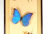 une photo d'une photo représentant une collection de papillons et de phalènes