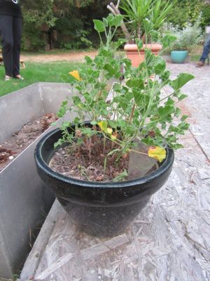 une plante en pot posée sur une table en bois