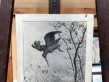 une photo d'un oiseau en plein vol