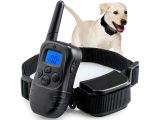 a dog that is standing next to a remote control collar