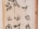 an old book with drawings of insects and flowers on it