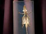 a picture of a lizard in a glass case