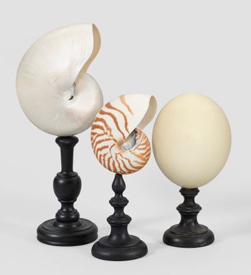 trois coquillages et un moussaillon posés sur des socles, sur fond blanc