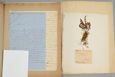 ALLIER. Raymond RODDE (Marcenat, Cantal 1811-1857), botanist…