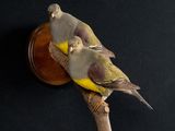 two birds that are sitting on top of a piece of wood