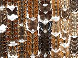 many different types of moths displayed on the wall