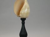 a close up of a shell on a black stand on a gray background