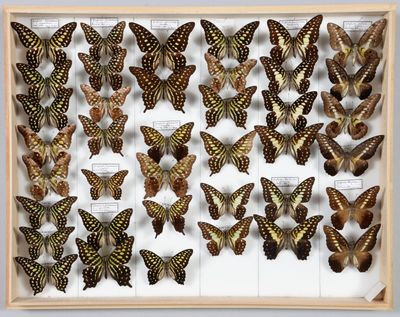 un gros plan sur un arrangement de papillons présenté dans un cadre en bois