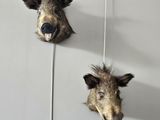 two heads of wild boars mounted on a wall in a bathroom