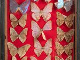 a lot of butterflies that are in a shadow box