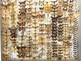many different kinds of moths displayed in a display case