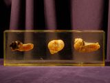 three shells in a clear box on a purple cloth