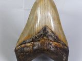 a shark tooth that is on display on a clear stand