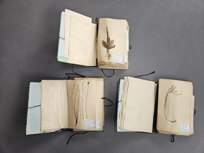 three open books on a table with a plant on top of them