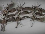 a lot of dead bugs that are on the table