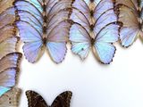 a lot of butterflies that are on display in a box