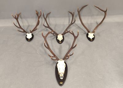 trois têtes de cerfs accrochées au mur, avec leurs bois
