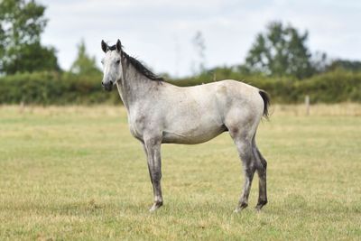 a horse that is standing in the grass in the field