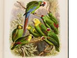 de nombreux perroquets perchés sur une branche d'arbre